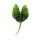 Alocasia macrorrhiza Stingray - Tropenwurz - Alokasie - Rochen-Pfeilblatt - 11cm Topf