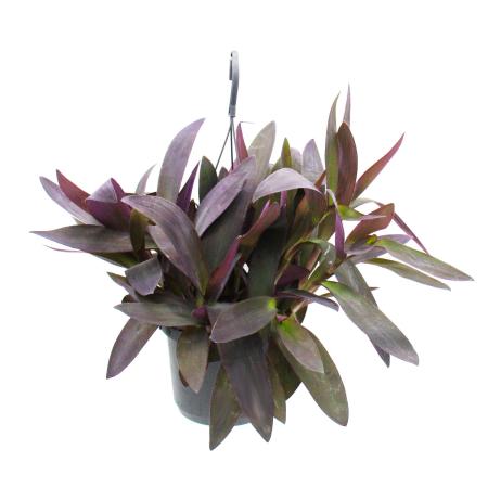 Zimmerpflanze zum Hängen - Tradescantia pallida Purple Heart - Rotblatt - Dreimasterblume - 17cm Ampel