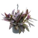 Zimmerpflanze zum Hängen - Tradescantia pallida Purple Heart - Rotblatt - Dreimasterblume - 17cm Ampel