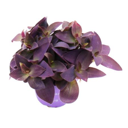 jose buono variegata Philodendron Jose Buono Variegated - House Plants - Plant Shop main image 1