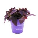 Three-masted flower - Tradescantia pallida - easy-care hanging houseplant - red leaf - 12cm pot - purple