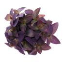 Exotenherz - Dreimasterblume - Tradescantia pallida - pflegeleichte hängende Zimmerpflanze - Rotblatt  - 12cm Topf  - lila