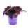 Fleur à trois mâts - Tradescantia pallida - plante dintérieur suspendue facile dentretien - feuille rouge - pot 12cm - violet