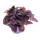 Exotenherz - Dreimasterblume - Tradescantia pallida - pflegeleichte hängende Zimmerpflanze - Rotblatt  - 12cm Topf  - lila