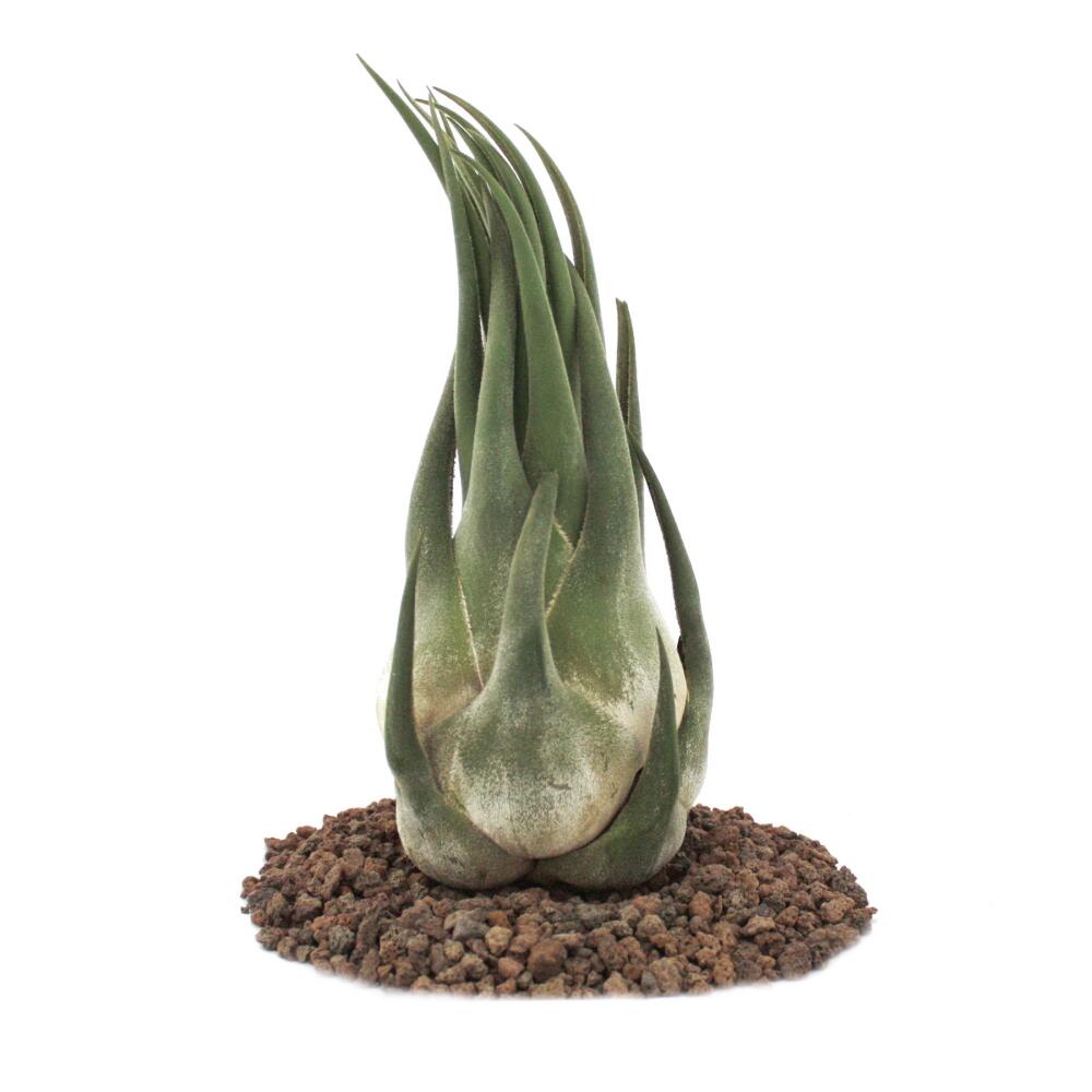 Tillandsia seleriana - loose plant - extra-large
