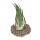 Tillandsia seleriana - plante en vrac - extra-large