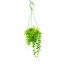 Indoor plant to hang - Dischidia nummularia - Urn plant -...