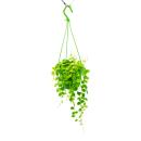 Indoor plant to hang - Dischidia nummularia - Urn plant - 14cm hanging pot