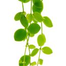 Zimmerpflanze zum Hängen - Dischidia nummularia - Urnenpflanze - 14cm Ampeltopf