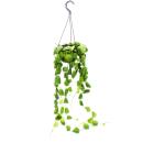 Indoor plant to hang - Dischidia platyphylla - Urn plant...