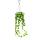 Indoor plant to hang - Dischidia platyphylla - Urn plant - 14cm hanging pot