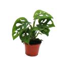 Mini-Pflanze - Monstera Monkey Mask - Fensterblatt -...