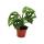 Mini-Pflanze - Monstera Monkey Mask - Fensterblatt - Ideal f&uuml;r kleine Schalen und Gl&auml;ser - Baby-Plant im 5,5cm Topf