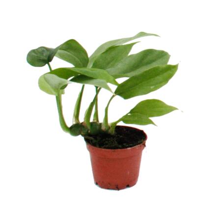 Mini plante - Monstera minima - feuille de fenêtre grimpante - idéale pour les petits bols et verres - bébé plante dans un pot de 5,5 cm