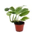 Mini plant - Monstera minima - climbing window leaf -...
