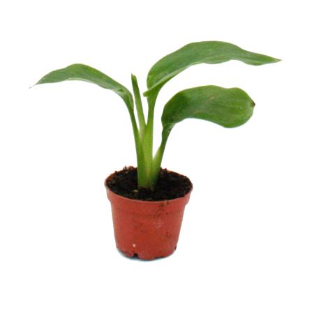 Mini-Pflanze - Monstera deliciosa - Fensterblatt - Ideal f&uuml;r kleine Schalen und Gl&auml;ser - Baby-Plant im 5,5cm Topf