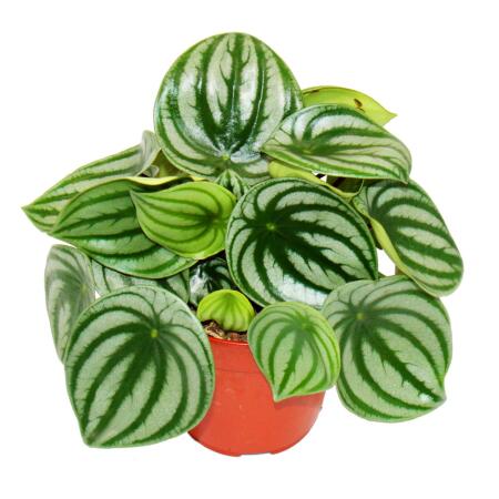 Peperomia argyreia Watermelon - watermelon dwarf pepper - in a 12cm pot