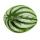 Peperomia argyreia Watermelon - watermelon dwarf pepper - in a 12cm pot