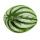 Peperomia argyreia Watermelon - Wassermelonen-Zwergpfeffer - im 12cm Topf