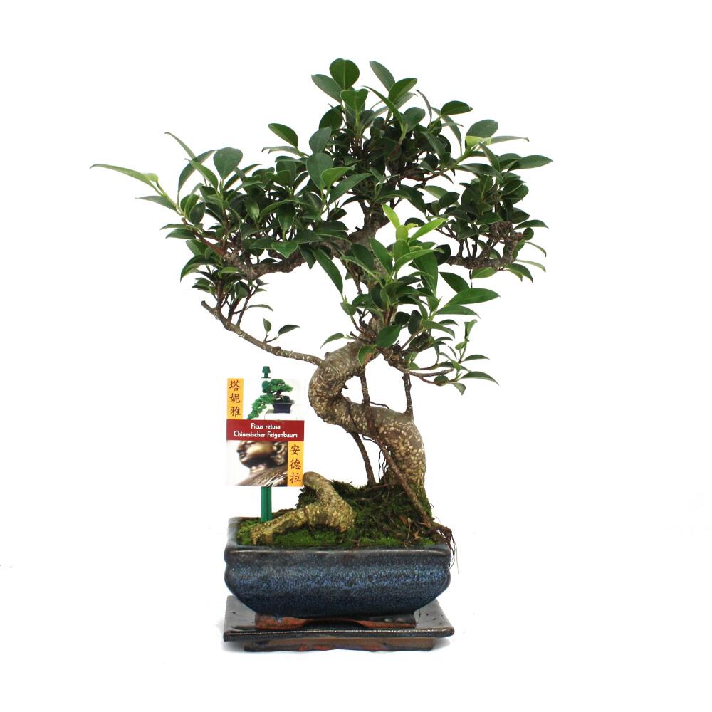 Bonsai Chinese fig tree Ficus retusa 6 years