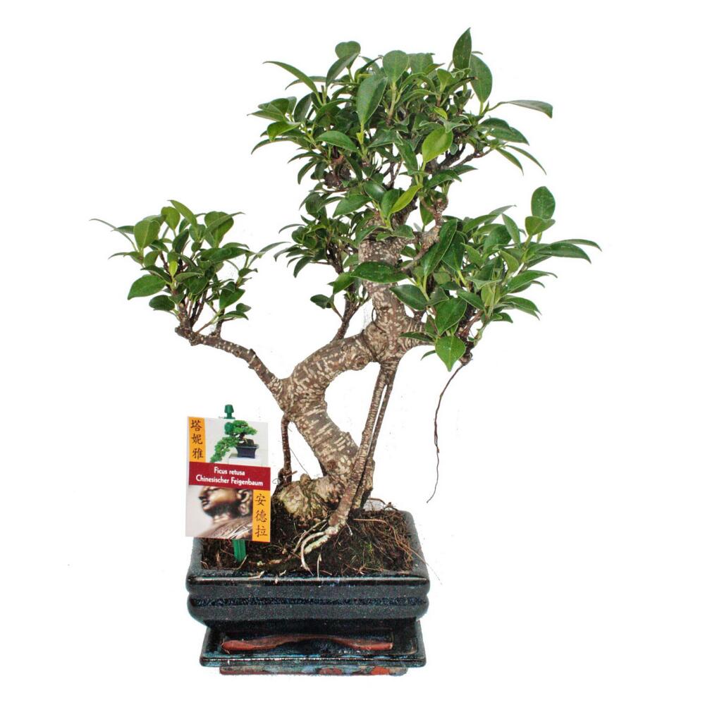 Bonsai chin. Feigenbaum Ficus retusa ca. 6 Jahre