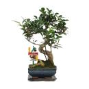 Figuier chinois Bonsa&iuml; - Ficus retusa - env. 6 ans