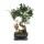 Figuier chinois Bonsaï - Ficus retusa - env. 6 ans