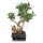 Bonsai Chinesischer Feigenbaum - Ficus retusa - ca. 6 Jahre