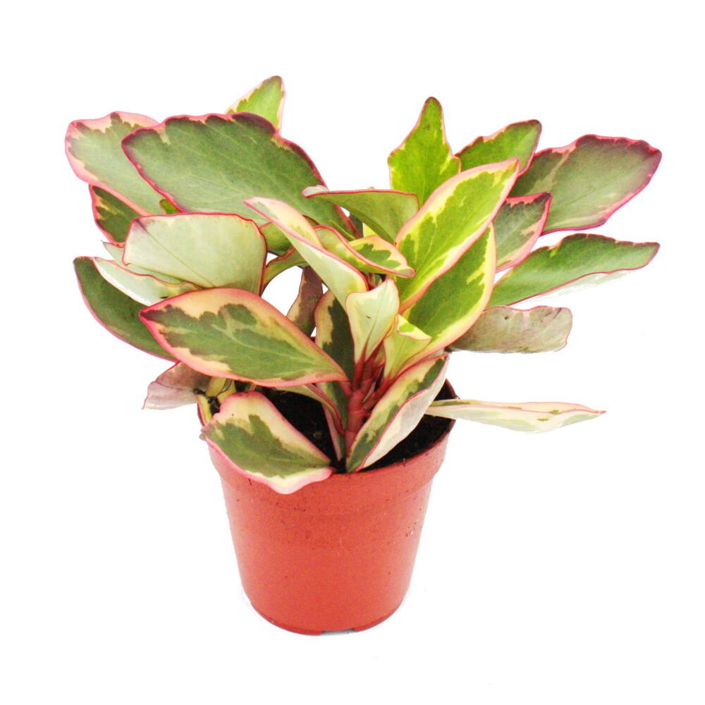 epipremnum white variegata Epipremnum Hanoman Sp. Bali Variegated 3"  Rare Foliage Plant Co