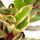 Peperomia clusifolia Jewel - poivre nain à feuilles multicolores - en pot de 12cm