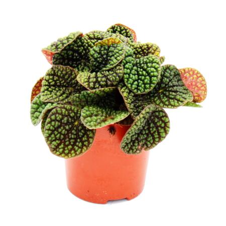 Peperomia Green Bubble - poivre nain - en pot de 11cm