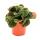 Peperomia Green Bubble - poivre nain - en pot de 11cm