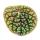 Peperomia Green Bubble - poivre nain - en pot de 11cm