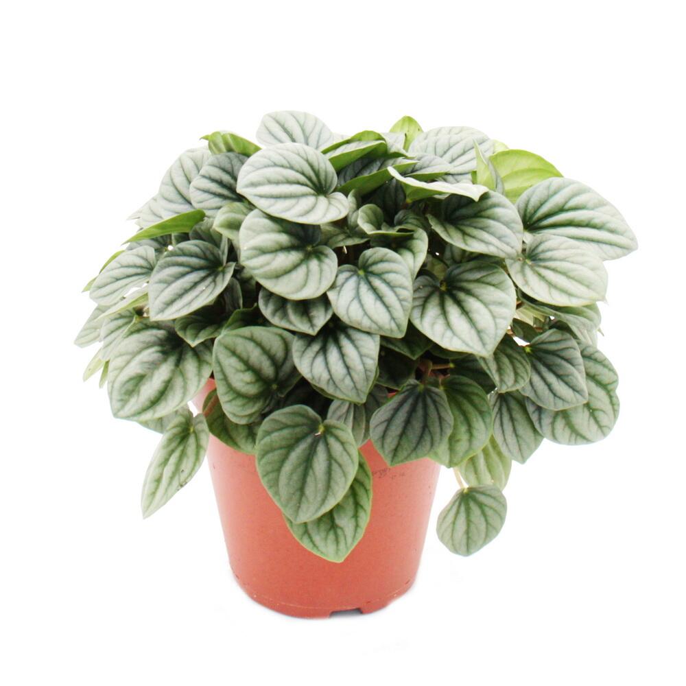 Peperomia caperata Moonlight - grauer Zwergpfeffer - im 15cm Topf