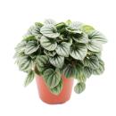 Peperomia caperata Moonlight - poivre nain gris - en pot...