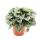 Peperomia caperata Moonlight - poivre nain gris - en pot de 15cm