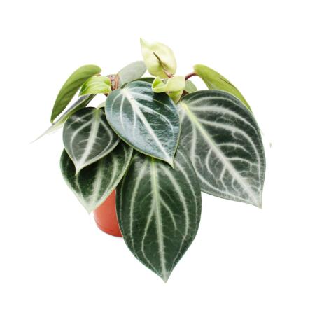 Peperomia sarcophylla - dwarf pepper - in a 15cm pot