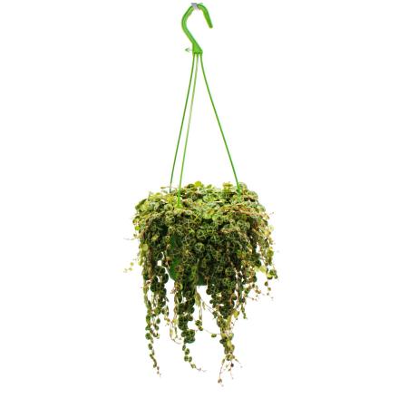 Indoor plant to hang - Peperomia prostrata &quot;String of Turtles&quot; - Turtle on a string - Miniature pepper - 14cm traffic light