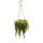 Indoor plant to hang - Peperomia prostrata &quot;String of Turtles&quot; - Turtle on a string - Miniature pepper - 14cm traffic light