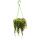 Indoor plant to hang - Peperomia prostrata "String of Turtles" - Turtle on a string - Miniature pepper - 14cm traffic light