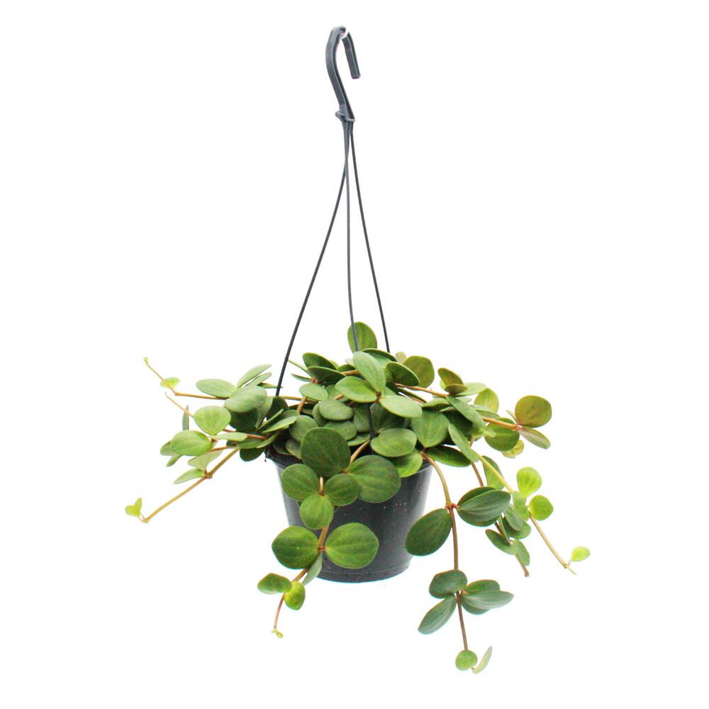 Zimmerpflanze zum Hngen - Peperomia tetraphylla - hngender Zwergpfe