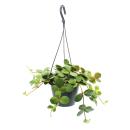 Indoor plant to hang - Peperomia tetraphylla - hanging...