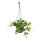 Indoor plant to hang - Peperomia tetraphylla - hanging dwarf pepper - 14cm traffic light