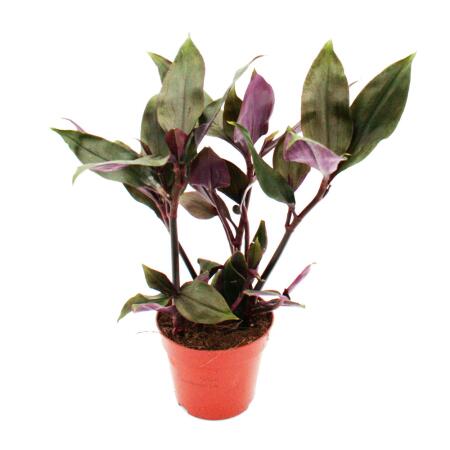 Exotenherz Dreimasterblume Tradescantia spathacea Roxxo pflegeleichte Zimmerpflanze Rotblatt  12cm Topf  lila