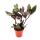 Exotenherz Dreimasterblume Tradescantia spathacea Roxxo pflegeleichte Zimmerpflanze Rotblatt  12cm Topf  lila