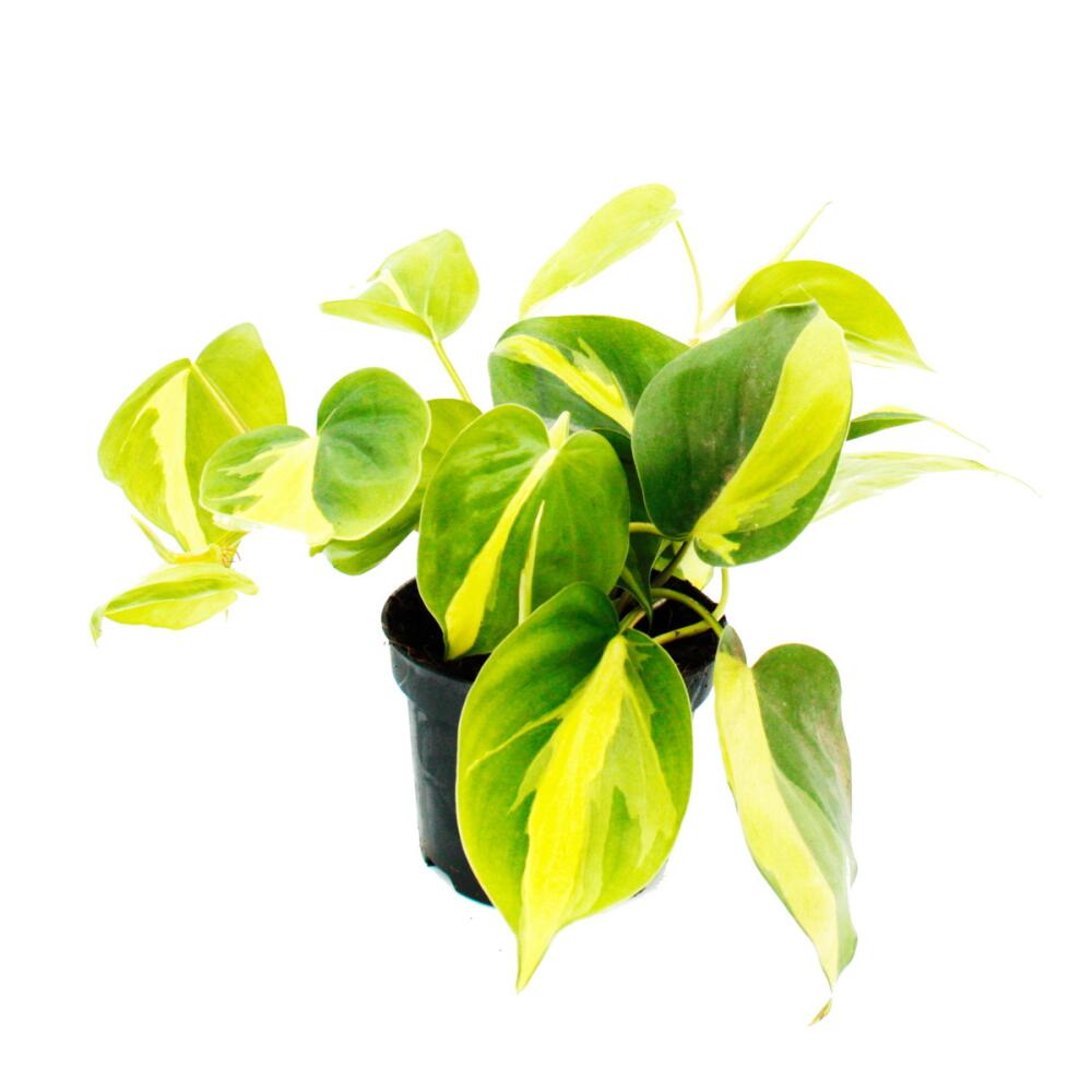 lemon verbena plants Lemon Verbena Plant for Tea & Traditional Use
