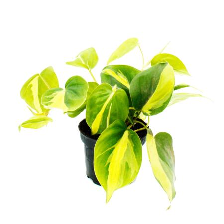 Philodendron scandens Brasil - Kletternder Baumfreund - zweifarbig - 12cm Topf