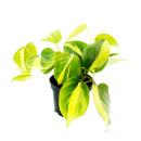 Philodendron scandens Brasil - Climbing Tree Friend -...