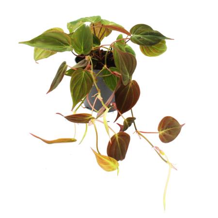 Philodendron micans - Dark Climbing Tree Friend - 12cm pot