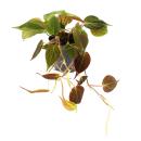Philodendron micans - Dunkler Kletternder Baumfreund -...